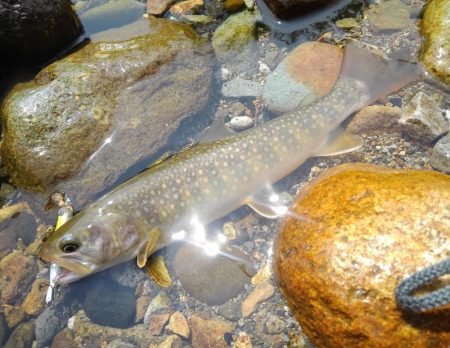 今シーズン初の尺イワナ